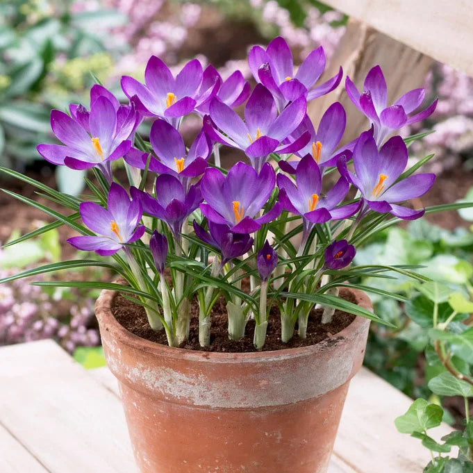 Crocus 'Ruby Giant' (15 Pack)