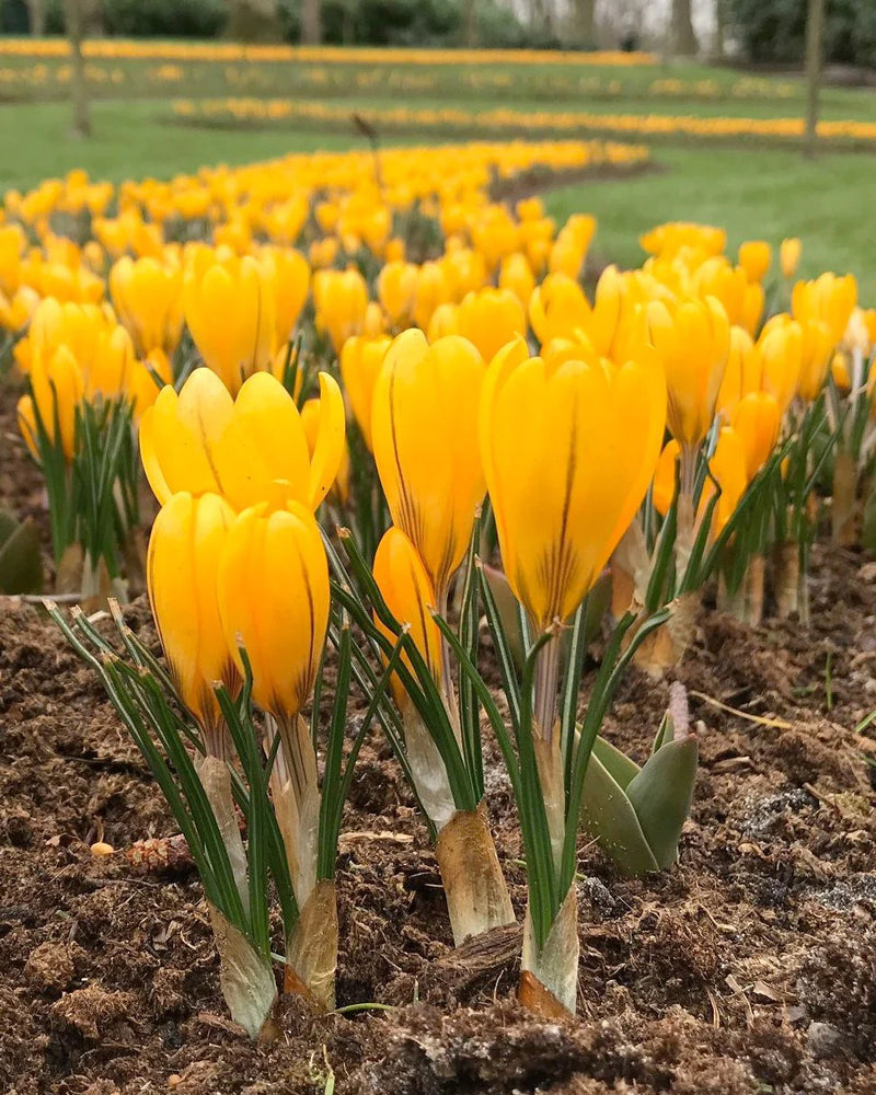 Crocus 'Yellow' (8 Pack)