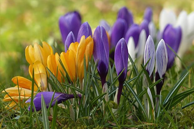 Crocus Mixed (30 Pack)