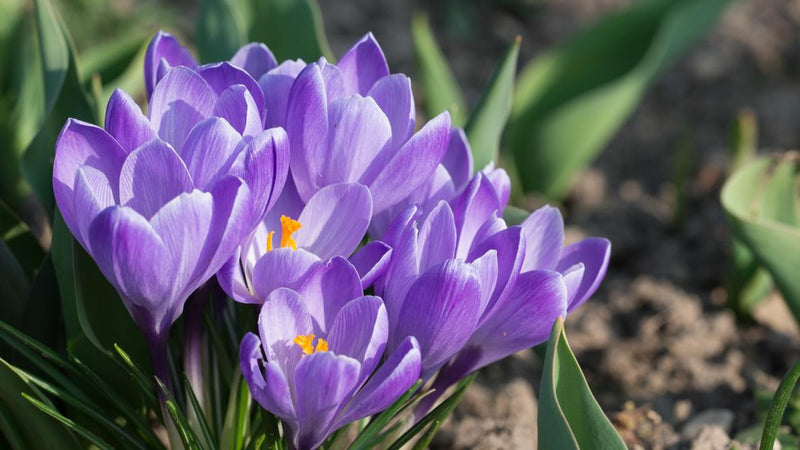 Crocus 'Flower Record' (10 Pack)