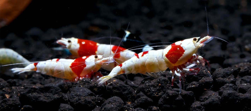 Dennerle Nano Gravel For Shrimp 2kg - Borneo Black
