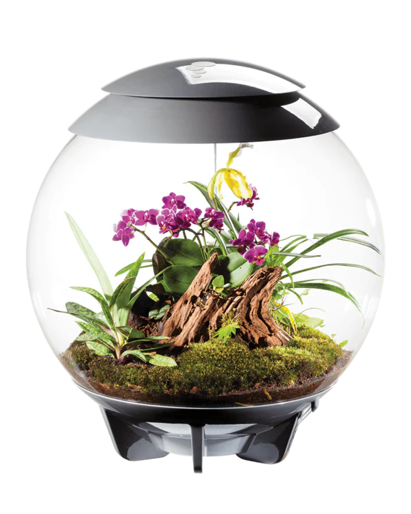 Biorb Air 60 Terrarium With Black Lid