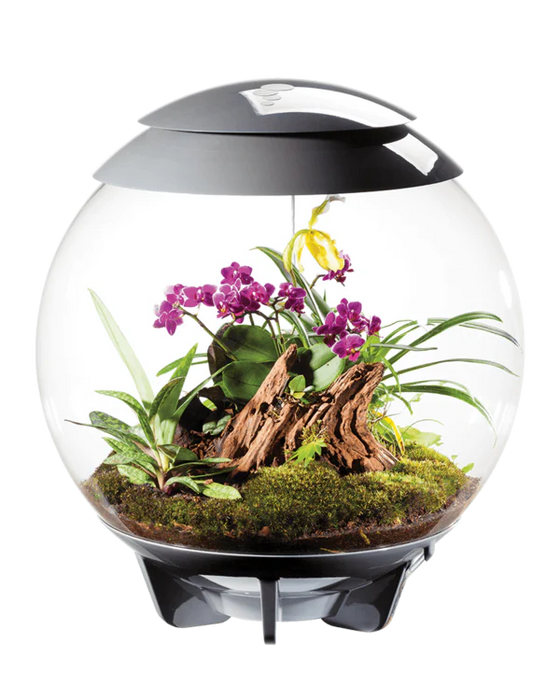 Biorb Air 60 Terrarium With Black Lid