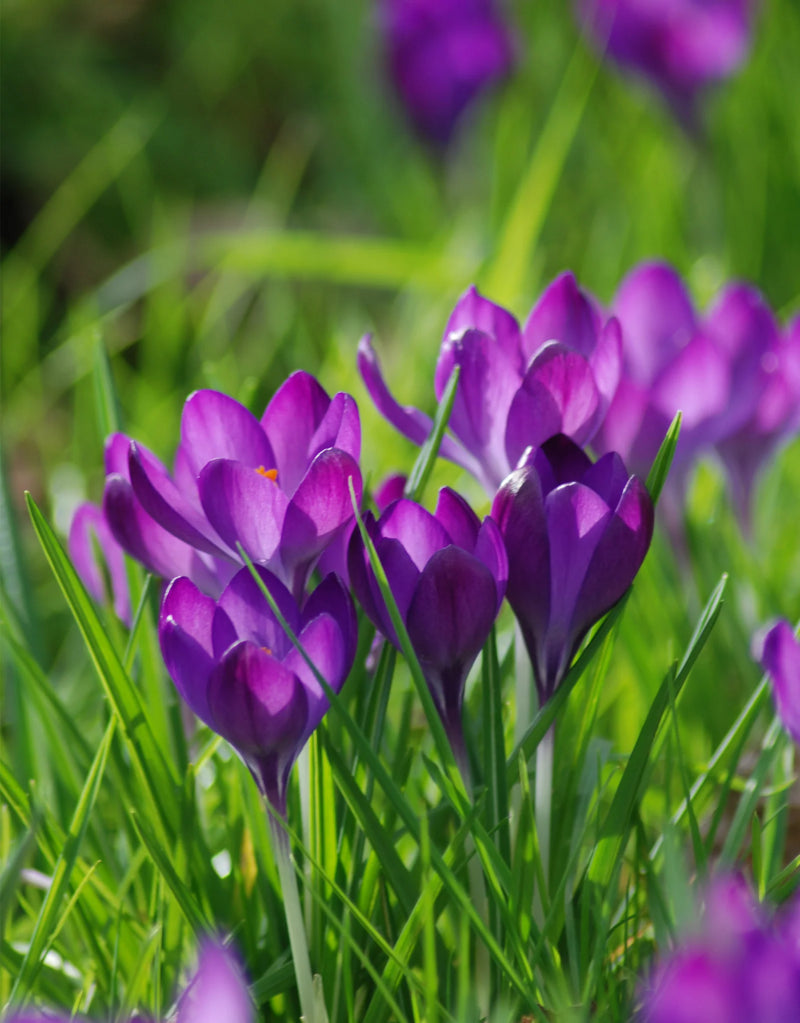 Crocus 'Ruby Giant' (15 Pack)
