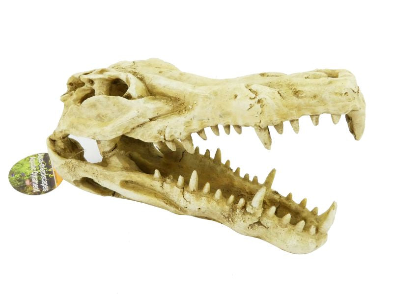 Aqua Dreamscapes Crocodile Skull 22cm product image