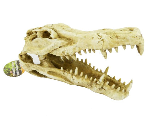 Aqua Dreamscapes Crocodile Skull 22cm product image