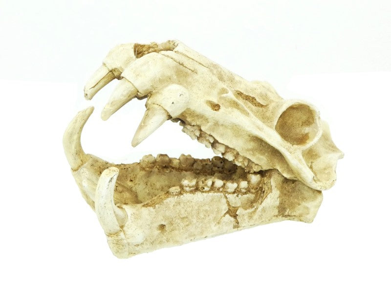 Aqua Dreamscapes Dinosaur Sabre Tooth Skull 20cm product image