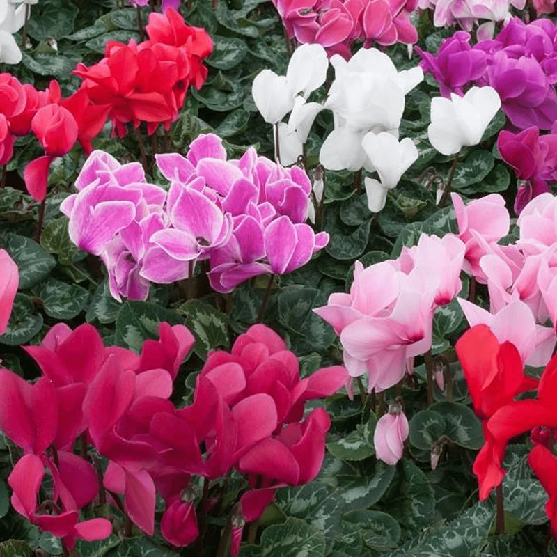 Cyclamen 6 Pack