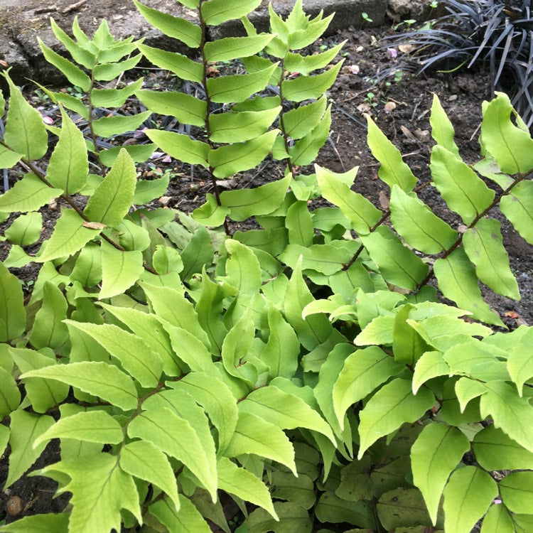 Cyrtomium Fortunei | Fortune's Cyrtomium