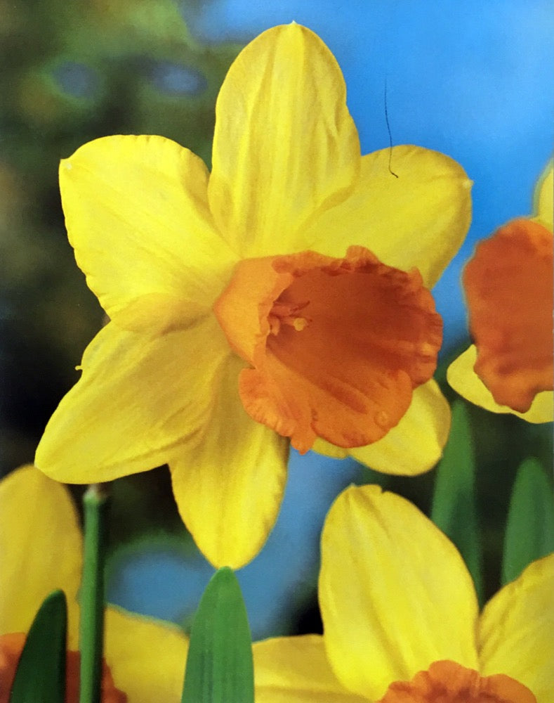Daffodil Narcissus 'Fortune' (6kg)