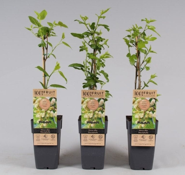 White Mulberry | Morus Alba 'Macrophylla' (Single Cane | 2 Litre)