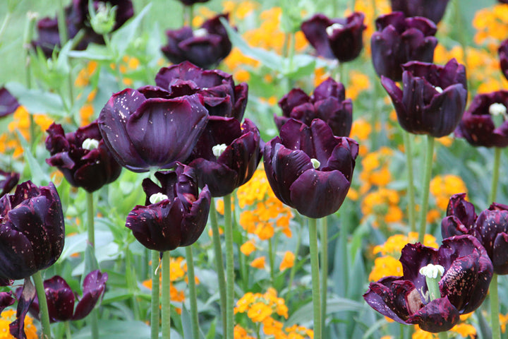 Tulip 'Paul Scherer' (10 Pack)