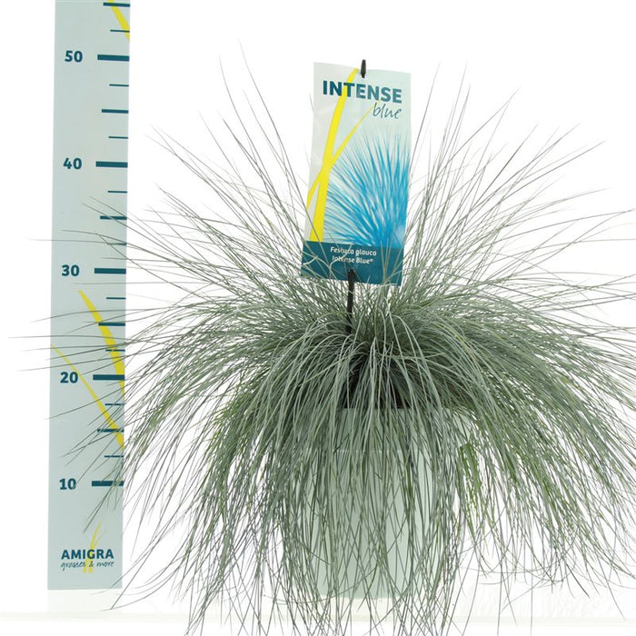 Festuca Glauca 'Intense Blue' Pot (5 Litre)