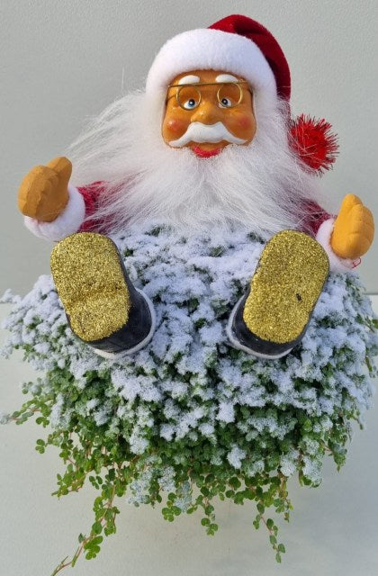 Soleirolia 'Xmas' arrangement / P13 + snow