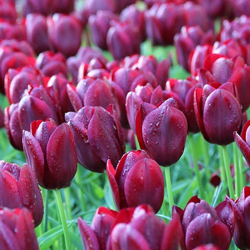 Tulip 'National Velvet' (6 Bulbs Per Pack)