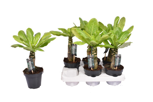 Brighamia insignis | Hawaiian Palm