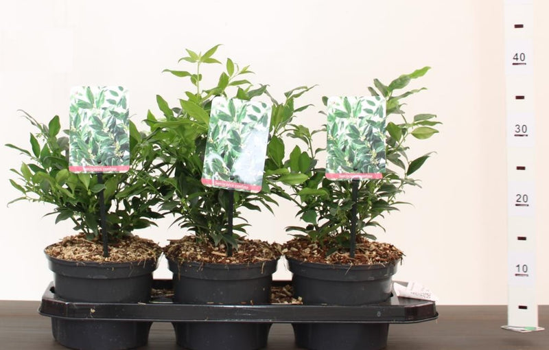 Sarcococca Confusa | Fragrant Sweet Box (2 Litre)