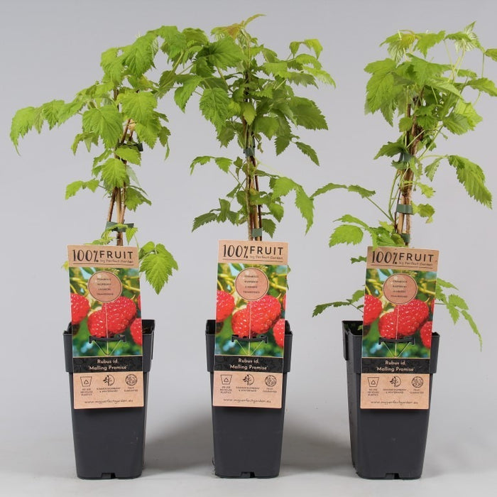 Raspberry 'Malling Promise' | Rubus idaeus 'Malling Promise'