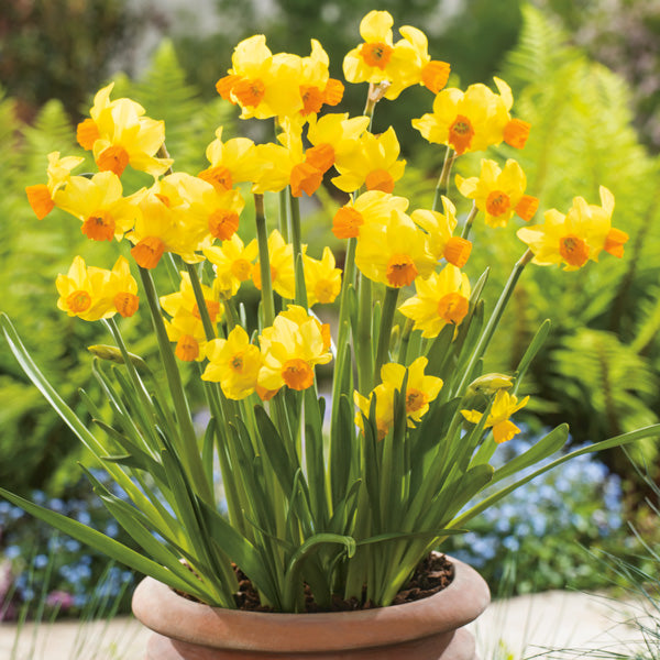 Daffodil Narcissus 'Bittern' (7 Pack)