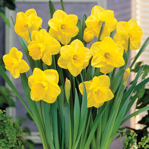 Daffodil Narcissus 'Camelot' (7kg)
