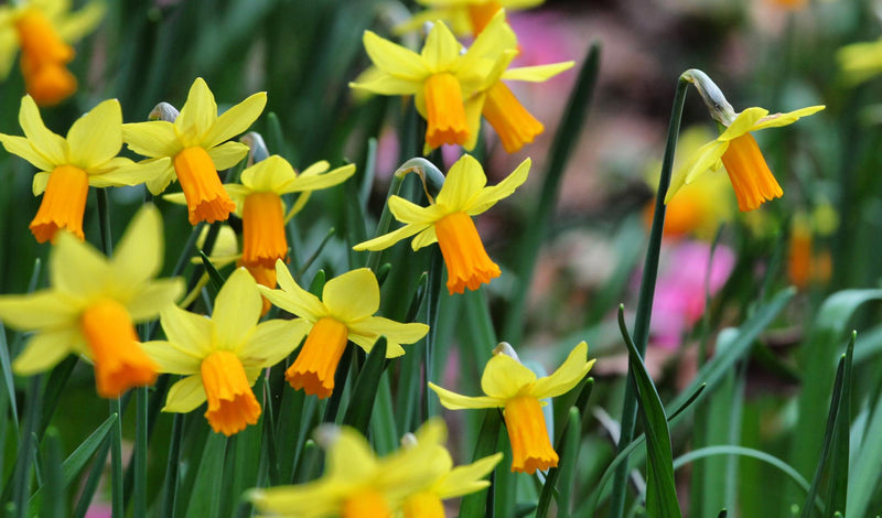 Daffodil Narcissus 'Jetfire' (8 Pack)