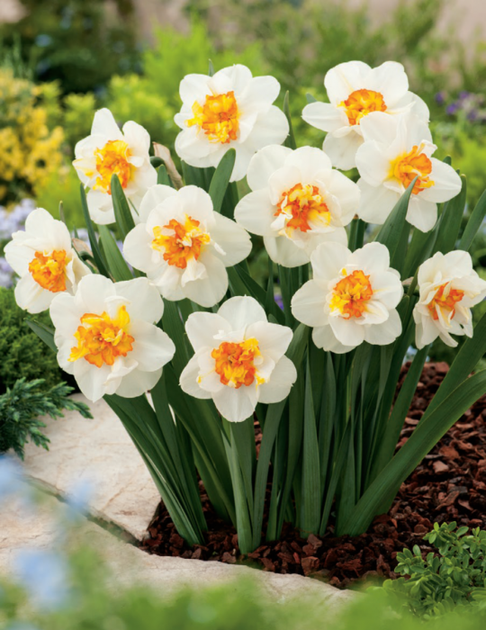 Daffodil Narcissus 'Flower Drift' (5 Pack)