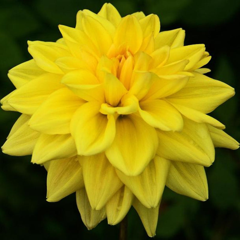 Dahlia Golden Emblem 1 Bulb Per Pack