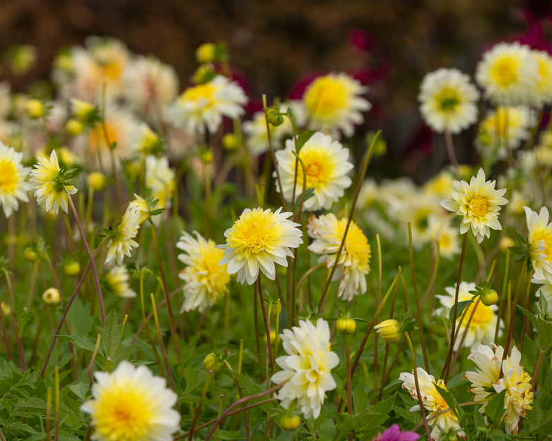 Dahlia Freya's Paso Doble 1 Bulb Per Pack