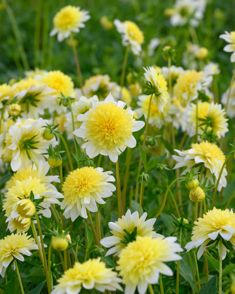 Dahlia Freya's Paso Doble 1 Bulb Per Pack