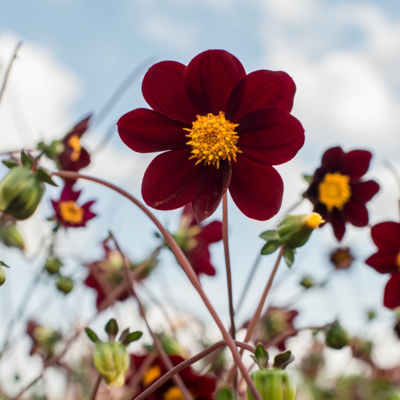 Dahlia Mexican Star 2 Bulbs Per Pack