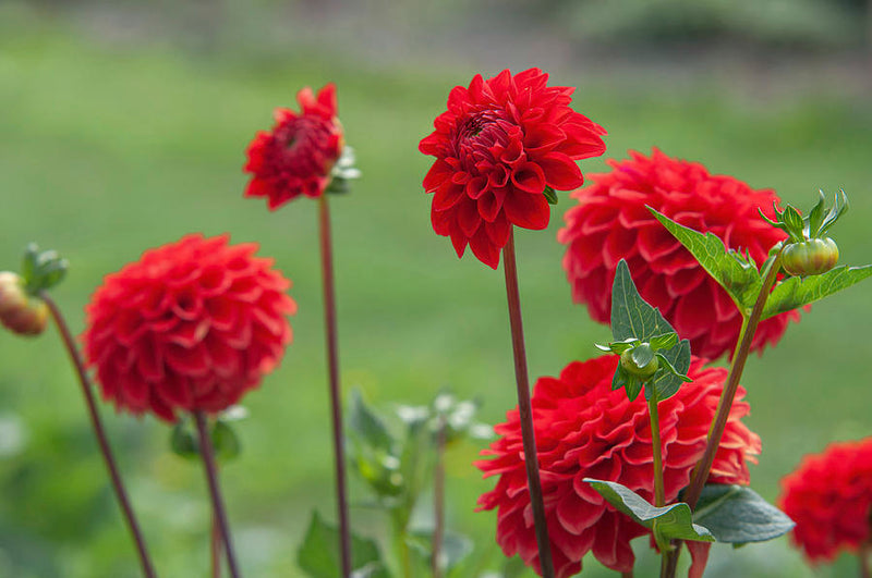 Dahlia Red Cap 1 Bulbs Per Pack