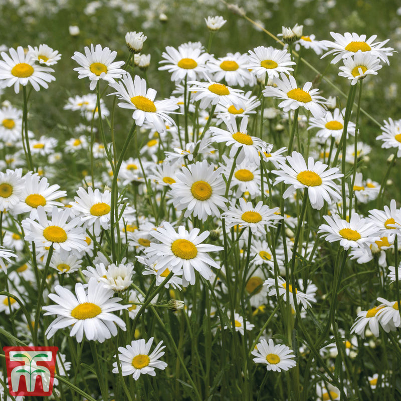 Fragrant Oxeye Wild Flower Ox- Eye Daisy — Newlands Garden Centre