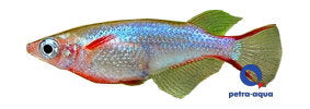 Daisy’s blue ricefish (Oryzias woworae), Petra Aqua supplier image