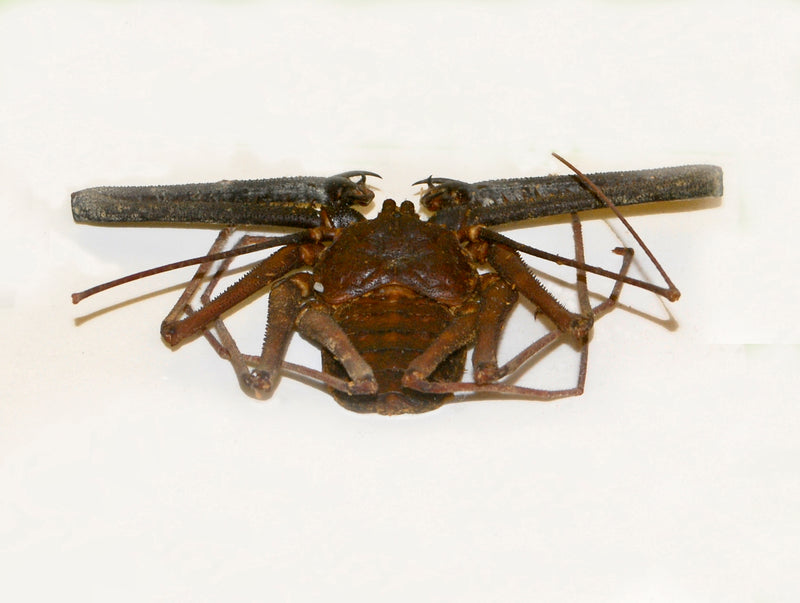 Tailless Whip Scorpion - Damon medius