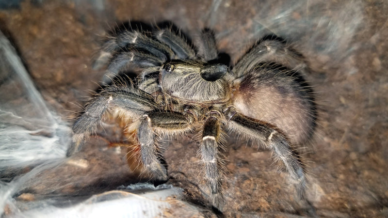 Rear Horned Baboon Tarantula (Ceratogyrus darlingi)