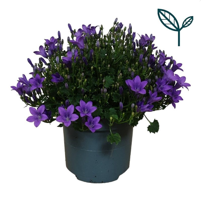 Buy Seasonal Bedding Plants Bedding Plants Dublin Bedding Plants
