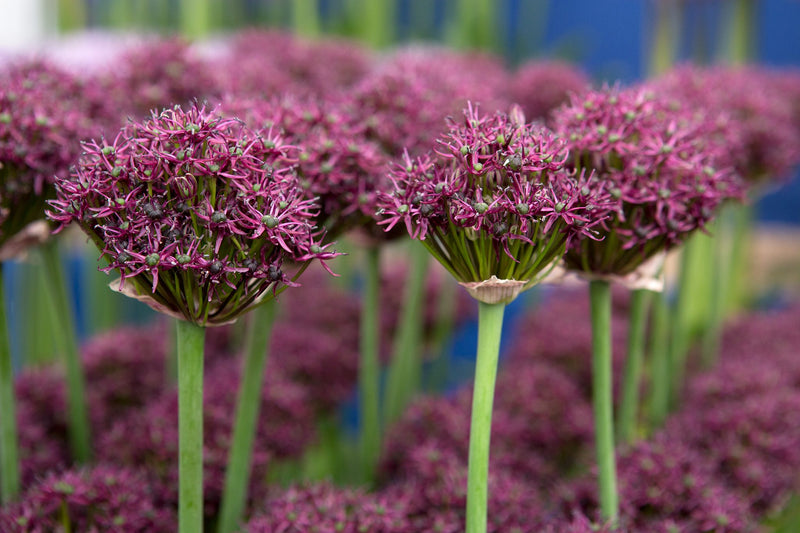 Allium atropurpureum (7 Bulbs Per Pack)