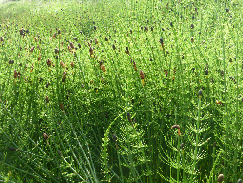 Equisetum fluviatile | Water Horsetail P9