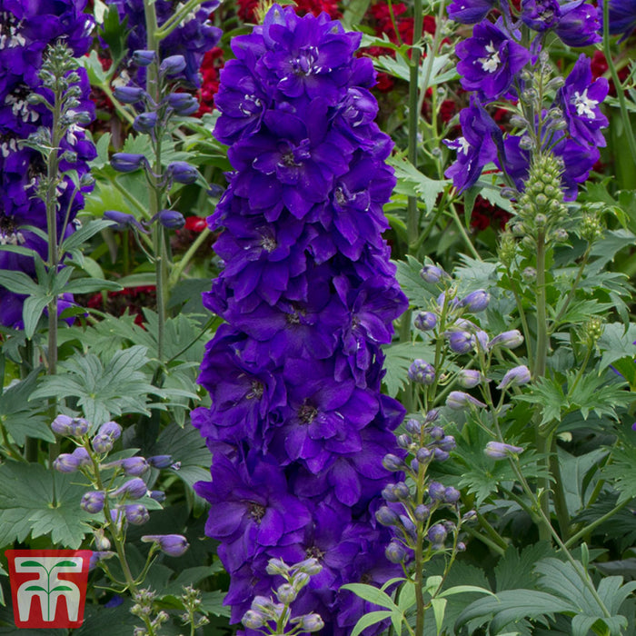 Delphinium Magic Fountain Dark Blue Black Bee