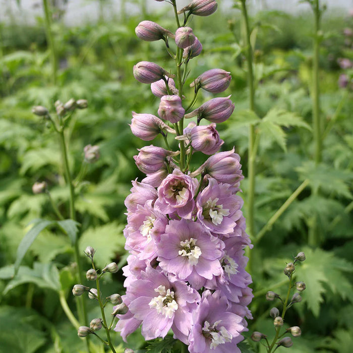 Delphinium Astolat Pink 2 Litre