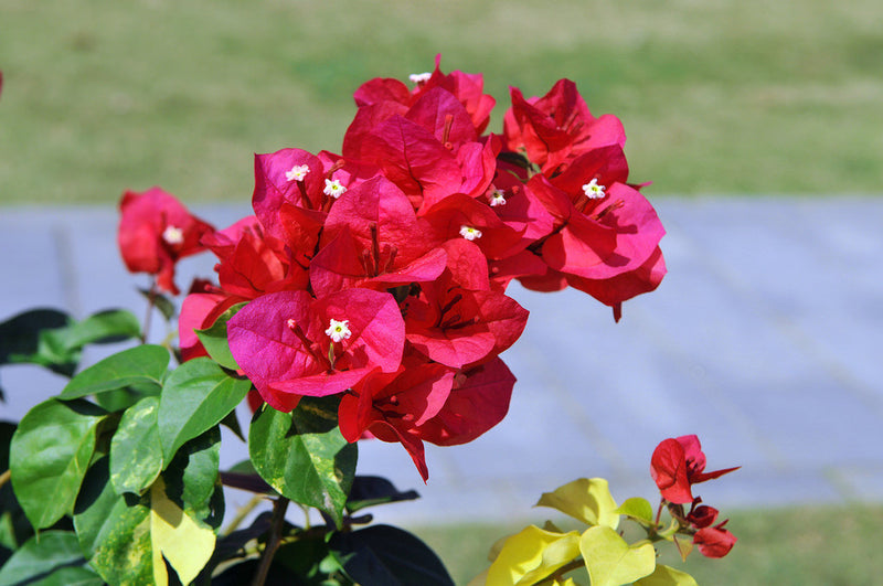 Bougainvillea mix P17 on trellis