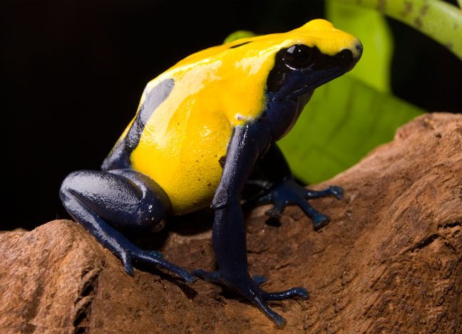 Dyeing Dart Frog 'Citronella'