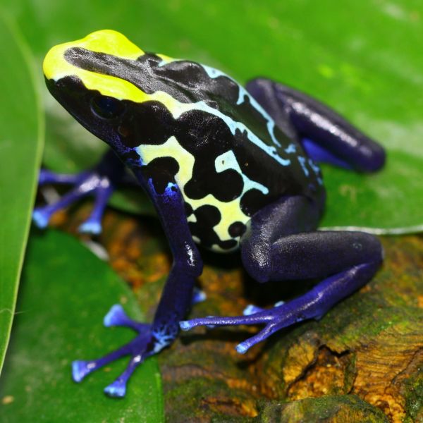 Dyeing Dart Frog 'Robertus'