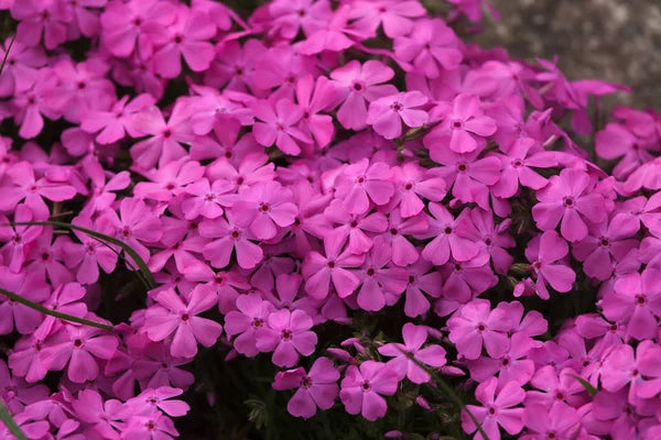 Phlox subulata 'Phlox Trot' Pink 9cm