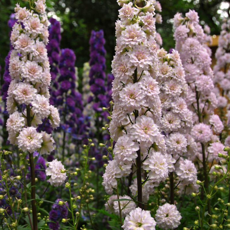 Delphinium 'Cha Cha' (2 Litre)