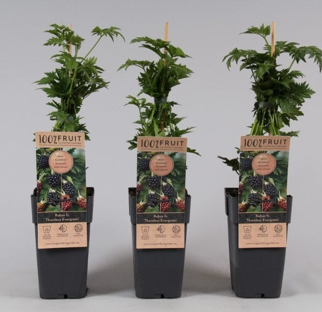 Blackberry 'Thornless Evergreen' | Rubus 'Thornless Evergreen'