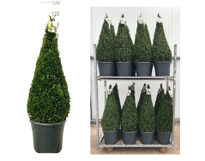 Buxus sempervirens Pyramid Shape Topiary 80-90cm Tall