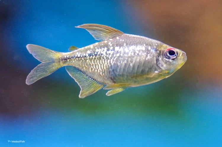 Diamond Tetras Fish | Buy Aquarium Fish at Newlands Garden Centre