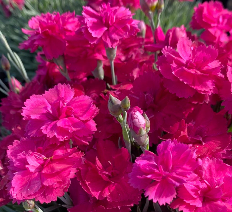 Dianthus Annette