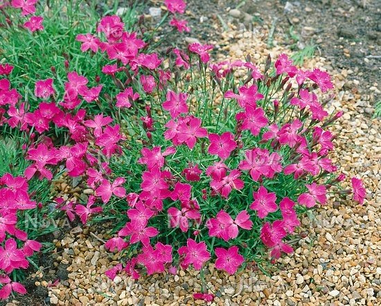 Dianthus Kahori 2L